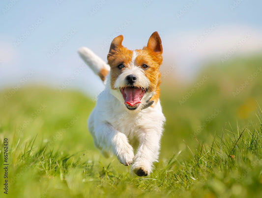 Basic-H: Addressing Possible Chronic Inflammation in Dogs and Cats